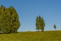 Birch grove leaves trees Royalty Free Stock Photo