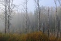 Birch grove in the morning fog. Changing the forest landscape. Forests of Central Europe. Royalty Free Stock Photo