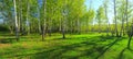 Birch grove, Panorama for photo printing wall murals, high resolution photo, spring forest with birches