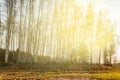 Birch grove in the rays of the setting sun, trees are lit by the warm autumn sun in the evening, wildlife landscape background Royalty Free Stock Photo