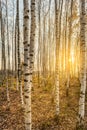 Birch grove in the rays of the setting sun, trees are lit by the warm autumn sun in the evening, wildlife landscape background Royalty Free Stock Photo