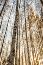 Birch grove in the rays of the setting sun, trees are lit by the warm autumn sun in the evening, wildlife landscape background Royalty Free Stock Photo