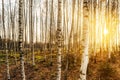 Birch grove in the rays of the setting sun, trees are lit by the warm autumn sun in the evening, wildlife landscape background Royalty Free Stock Photo