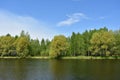 Birch grove. River. A park on the shores of the lake. Deciduous forest area. Blue sky Royalty Free Stock Photo