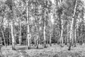 Birch grove with a road on sunny summer day, summertime landscape