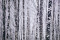 Birch grove after a snowfall on a winter day. Birch branches covered with snow. Vintage film aesthetic.