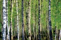 Birch tree grove at spring, large detailed horizontal sunny forest background, young birches pattern