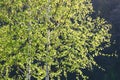 Birch grove at spring time