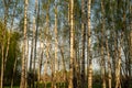 Birch grove in spring. Tree trunks, greenery at sunset. Photo. Royalty Free Stock Photo