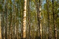 Birch grove in spring. Tree trunks, greenery at sunset. Photo. Royalty Free Stock Photo