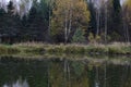 Birch grove, spruce forest, on the banks of the river. Green grass adorns the picturesque landscape Royalty Free Stock Photo