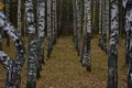 Birch grove in straight rows. Fallen leaves from the trees in the alley. The autumn Royalty Free Stock Photo