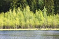 Birch grove on a summer day, birches forest by the lake. landscape. Spring summer