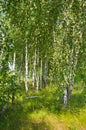 Birch grove in summer