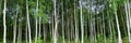 Birch Grove In Summer With Green Leaves. Banner.