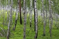 Birch grove in summer. Trunks of birch trees. White bark on the trunks of birch trees. Royalty Free Stock Photo