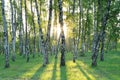 Birch grove, sun rays through trees Royalty Free Stock Photo