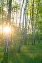 Birch grove, sun through the trees, morning sunrise