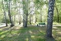 Birch grove in the sunlight. Trunks with white bark and green leaves. Natural forest landscape in summer. Royalty Free Stock Photo