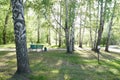 Birch grove in the sunlight. Trunks with white bark and green leaves. Natural forest landscape in summer. Royalty Free Stock Photo