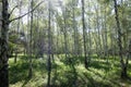 Birch grove on sunny day in spring Royalty Free Stock Photo