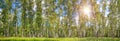 Birch grove on a sunny spring summer day, landscape banner Royalty Free Stock Photo