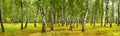 Birch grove on a sunny summer day, landscape banner Royalty Free Stock Photo