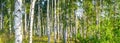 Birch grove on a sunny summer day landscape banner Royalty Free Stock Photo