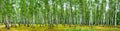 Birch grove on a sunny summer day, landscape banner Royalty Free Stock Photo