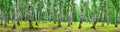 Birch grove on a sunny summer day, landscape banner Royalty Free Stock Photo