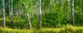 Birch grove on a sunny summer day landscape banner Royalty Free Stock Photo