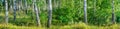 Birch grove on a sunny summer day landscape banner Royalty Free Stock Photo