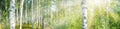 Birch grove on a sunny summer day landscape banner Royalty Free Stock Photo