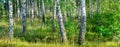 Birch grove on a sunny summer day landscape banner Royalty Free Stock Photo