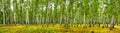 Birch grove on a sunny summer day, landscape banner Royalty Free Stock Photo