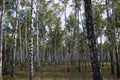 Birch Grove on a Sunny Summer Day, Landscape Banner, Huge Panorama. Birch Grove Outside the City in Ukraine, Summer Landscape Royalty Free Stock Photo