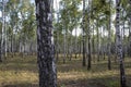 Birch Grove on a Sunny Summer Day, Landscape Banner, Huge Panorama. Birch Grove Outside the City in Ukraine, Summer Landscape Royalty Free Stock Photo