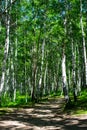 Birch grove on a sunny summer day, landscape banner, huge panorama Royalty Free Stock Photo