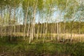 Birch grove with thin young trees, the crown consists of small branches and leaves, in the distance can be seen a light forest Royalty Free Stock Photo