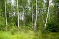 Birch grove. Trunks of trees. Summer in the forest. Royalty Free Stock Photo