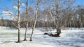 Birch grove under the snow on a sunny day
