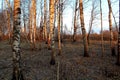 Birch grove during a warm sunset on a warm and clear spring evening.