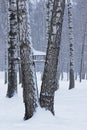 Birch grove in winter in the snowfall. The birdhouses. The background is blurred Royalty Free Stock Photo