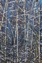 Birch grove in the winter.