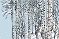 birch grove in the winter Royalty Free Stock Photo