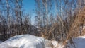 Birch grove in winter. White trunks and bare branches Royalty Free Stock Photo