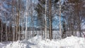 Birch grove in winter. White trunks and branches against the blue sky. Royalty Free Stock Photo