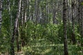 Birch grove woodland. Pine forest. Deciduous and coniferous trees. A path in the forest