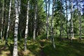 Birch grove woodland. Pine forest. Deciduous and coniferous trees. A path in the forest