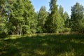 Birch grove woodland. Pine forest. Deciduous and coniferous trees. A path in the forest